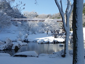 （写真）イトトンボ橋雪