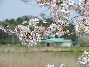（写真）桜並木と管理事務所
