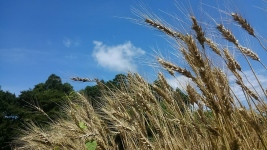 小麦画像