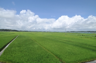 （写真）水田の風景