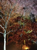 福性寺お正月ライトアップ写真2