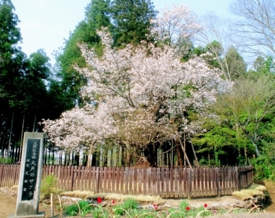 （写真）大戸の桜