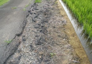 除草剤を使用している路肩