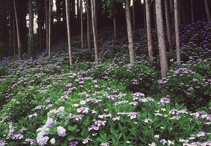 （写真）あじさいの谷2