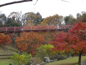 （写真）イトトンボ橋紅葉