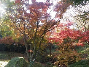 （写真）せせらぎ広場紅葉1