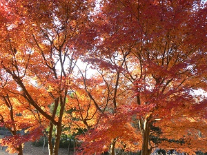 （写真）もみじ