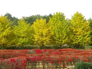 （写真）紅葉迷路