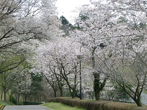 （写真）桜並木