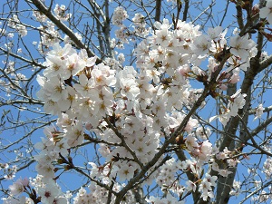 （写真）桜