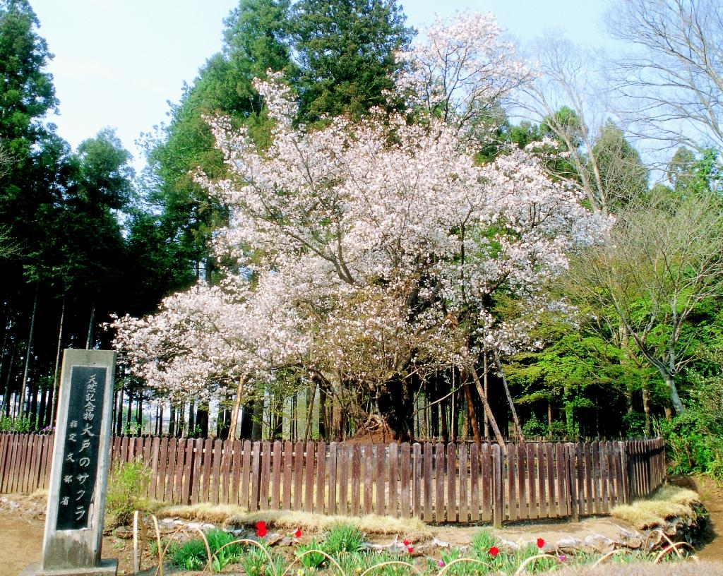 【4月-1】大戸のサクラ