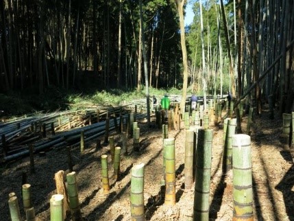 小幡城整備（竹林伐採）