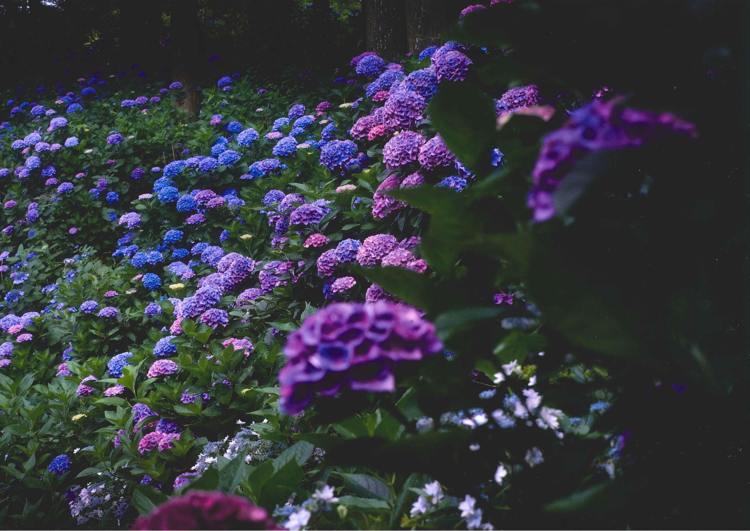 紫陽花の杜
