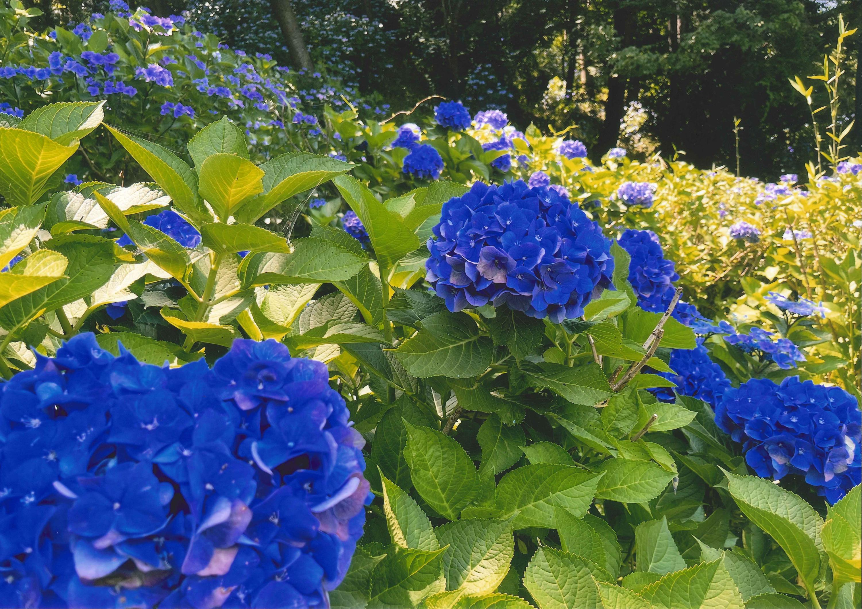 紫陽花のステージ