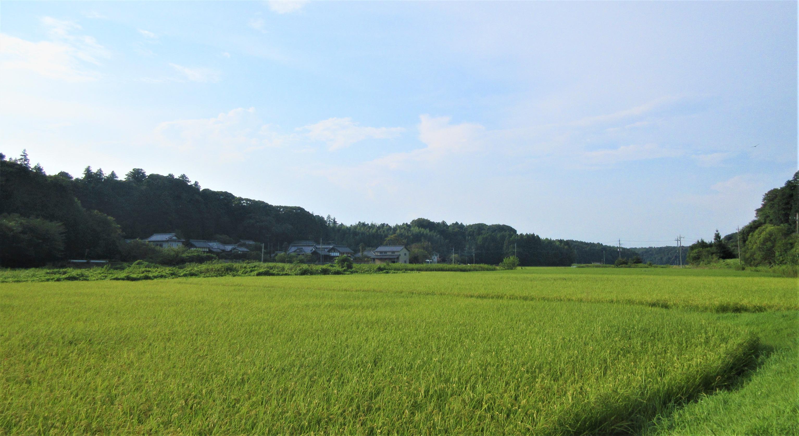 IMG_3131-1 IMG_3131-1