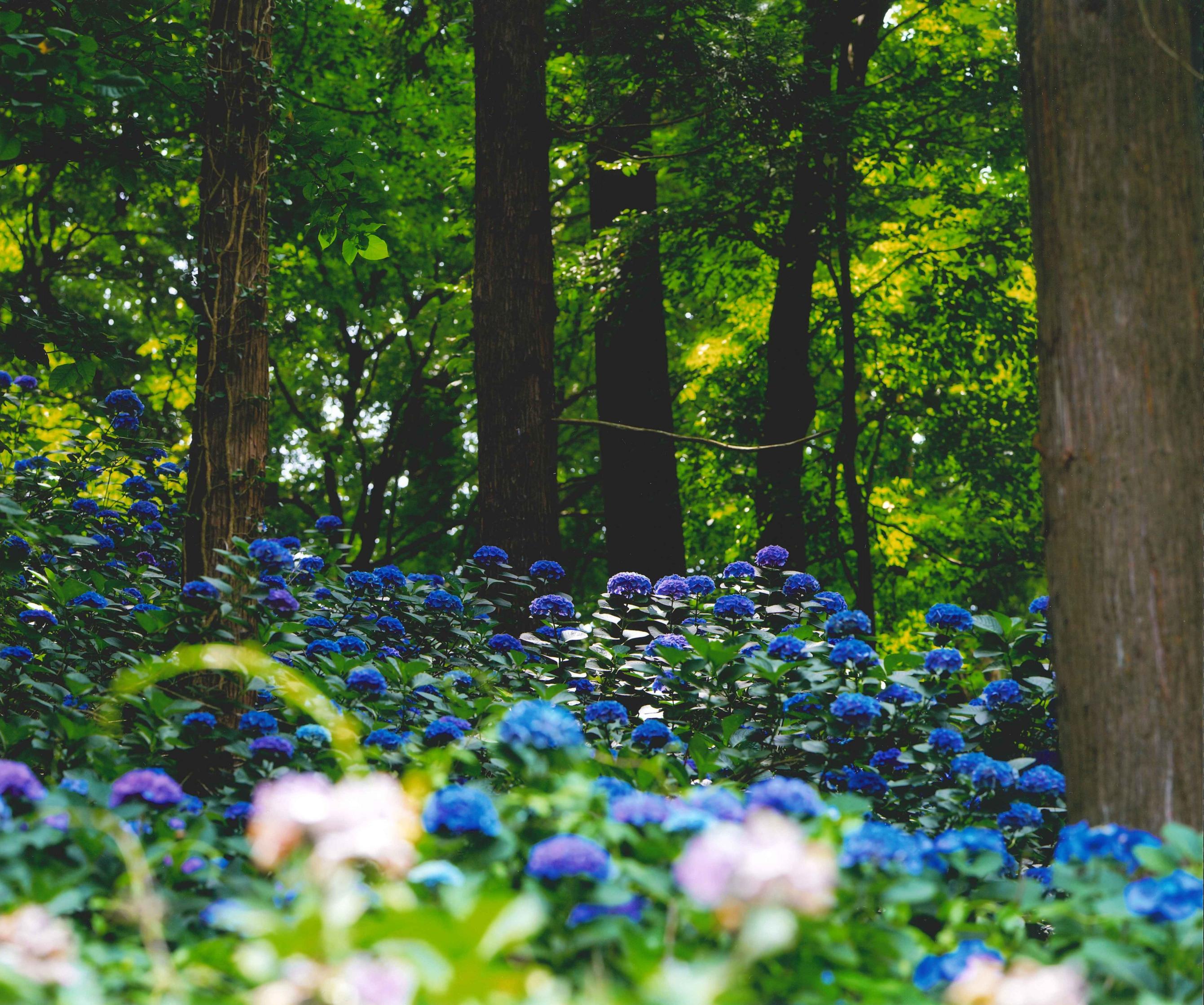 ★55_あじさいの杜(佳作) ★55_あじさいの杜(佳作)