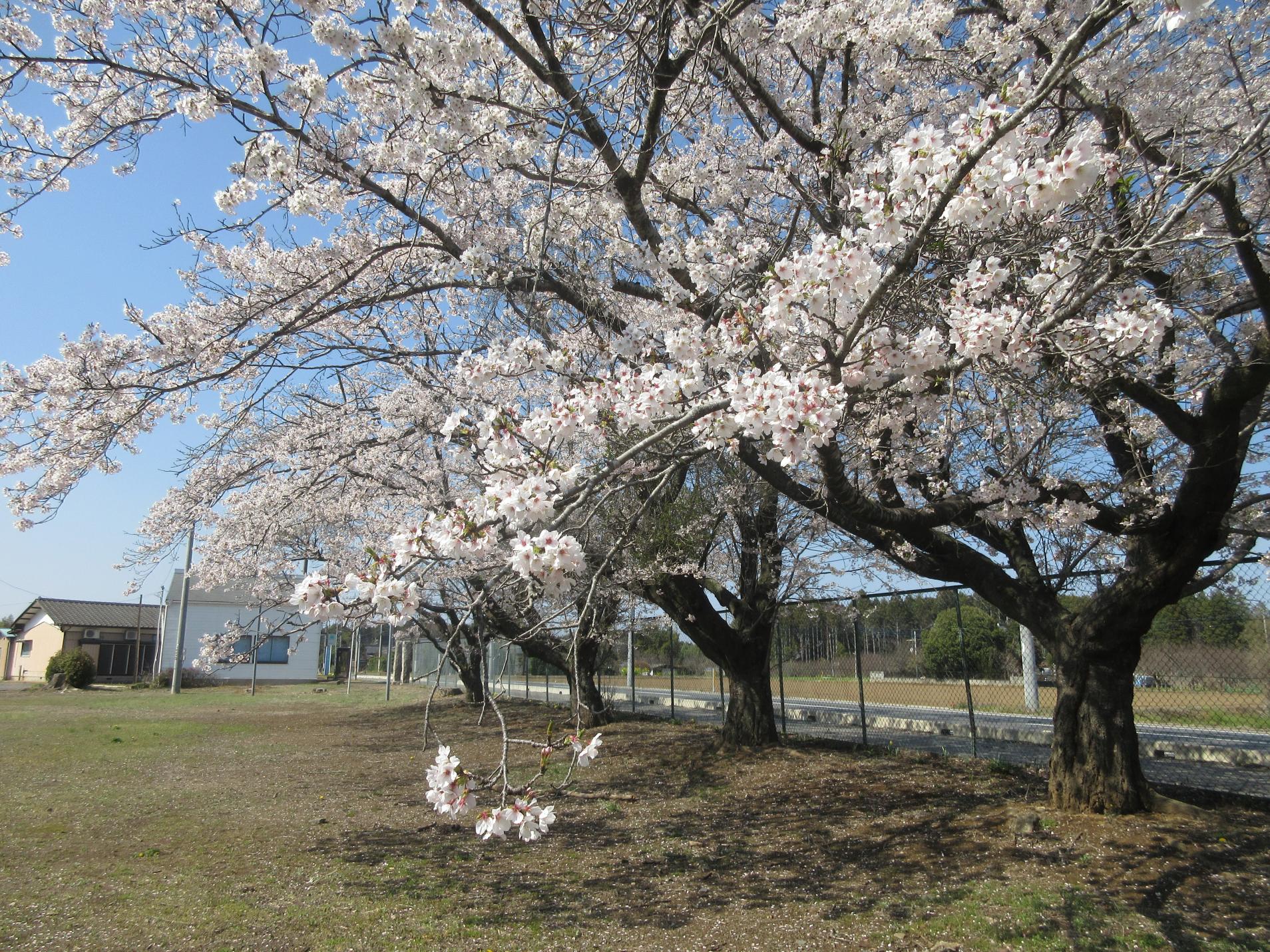 IMG_3481 IMG_3481