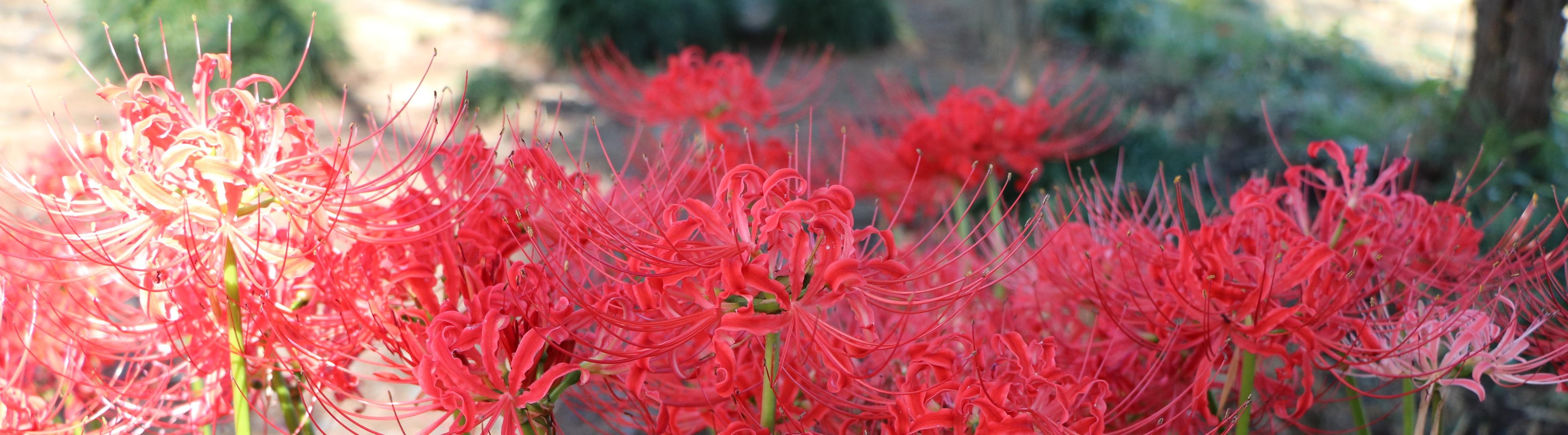 彼岸花