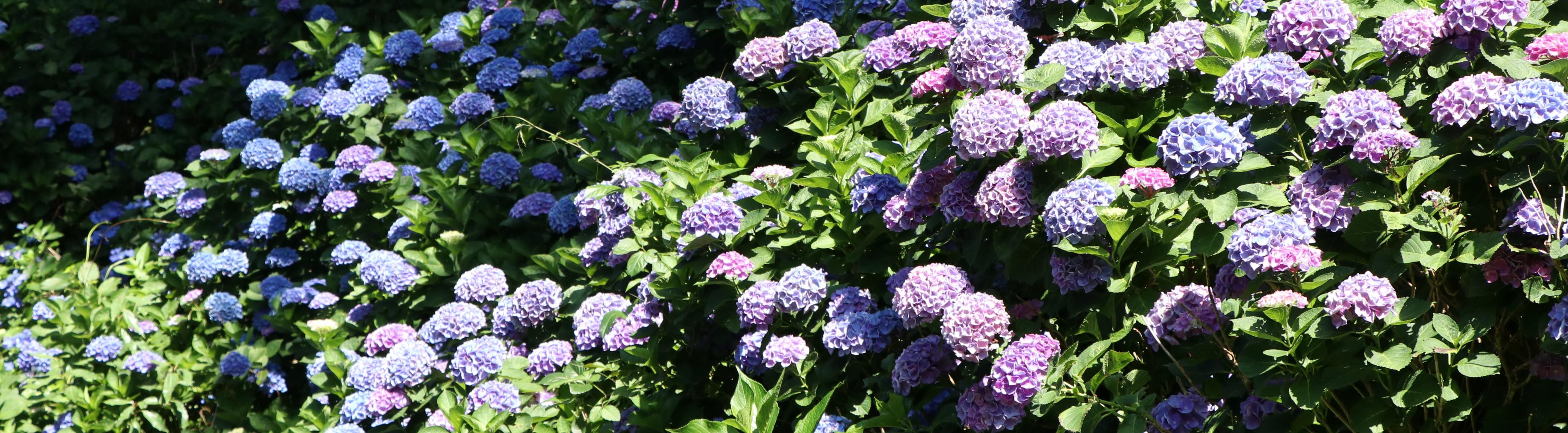 涸沼自然公園（あじさいの谷）